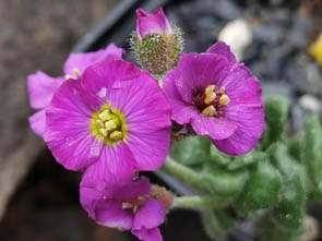 Aubrieta 'Elsa Lancaster'
